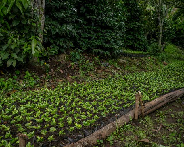 Tree Nurseries in Colombia