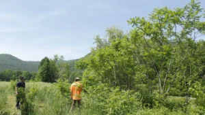 Two PUR team members inspecting trees