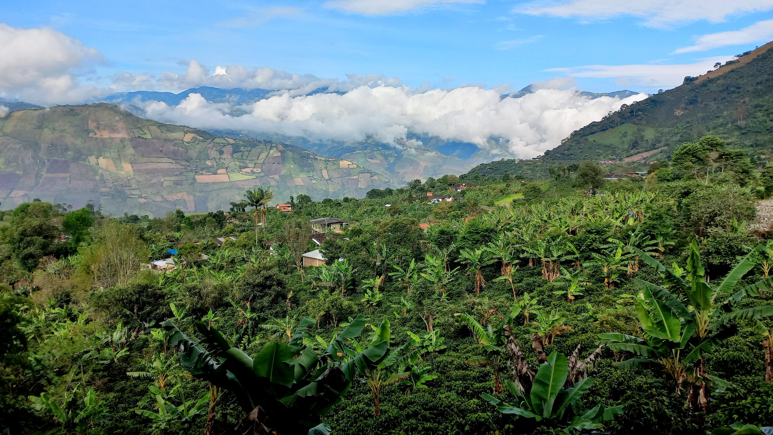 Scaling Agroforestry For Resilient Coffee Landscapes